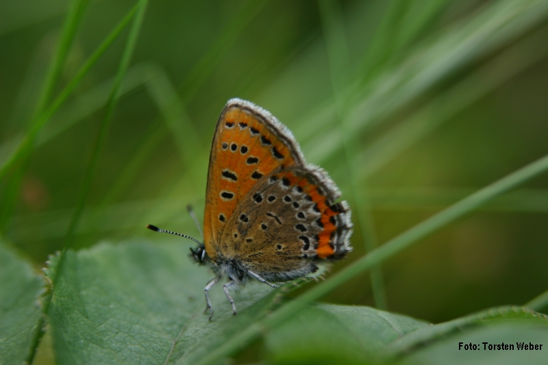 Blauschillernder Feuerfalter